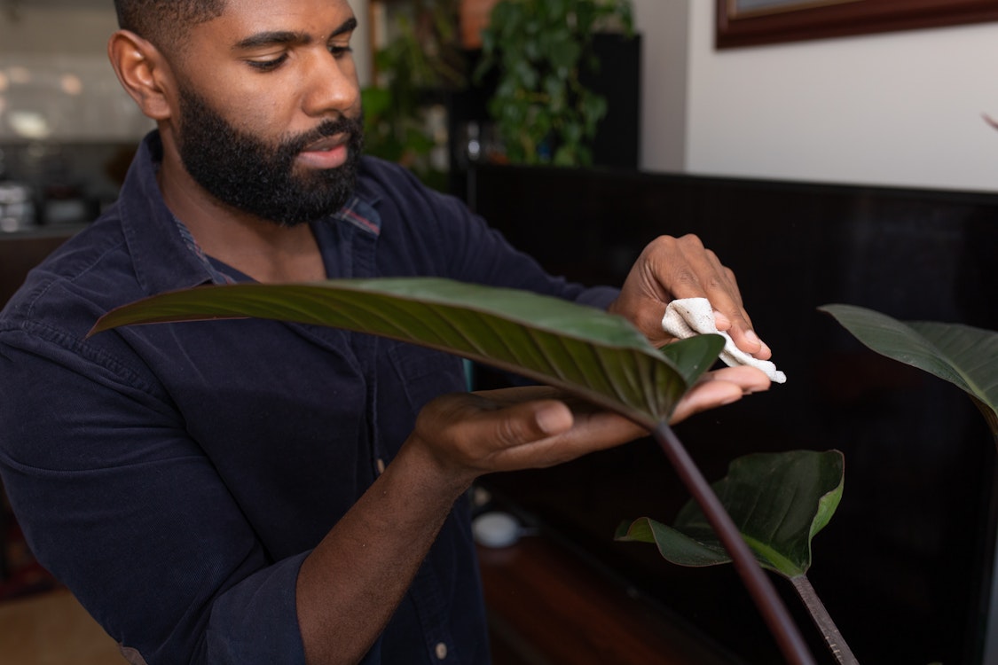 Caring for plants