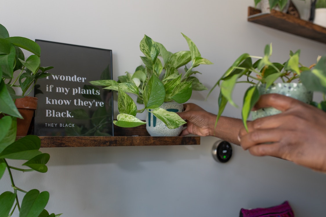 Plants