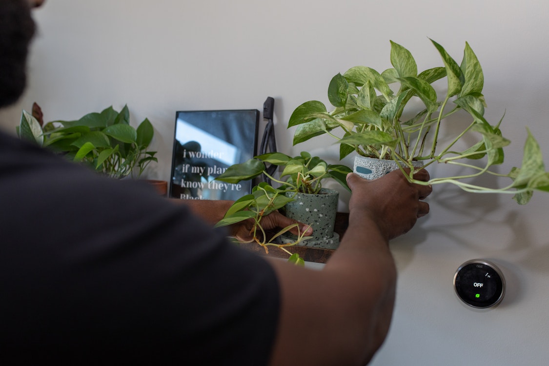 Plants